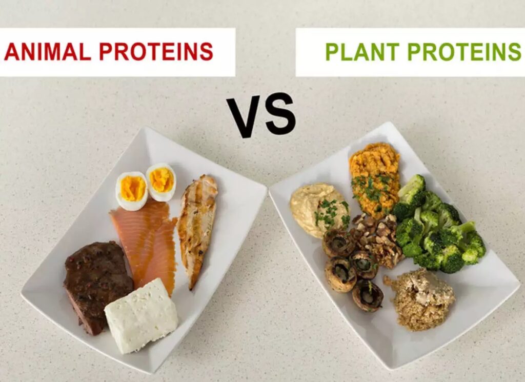 How Does the Nutritional Quality of Plant Protein vs Animal Protein